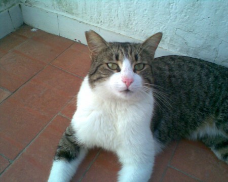 titolo per la foto e breve frase di commento